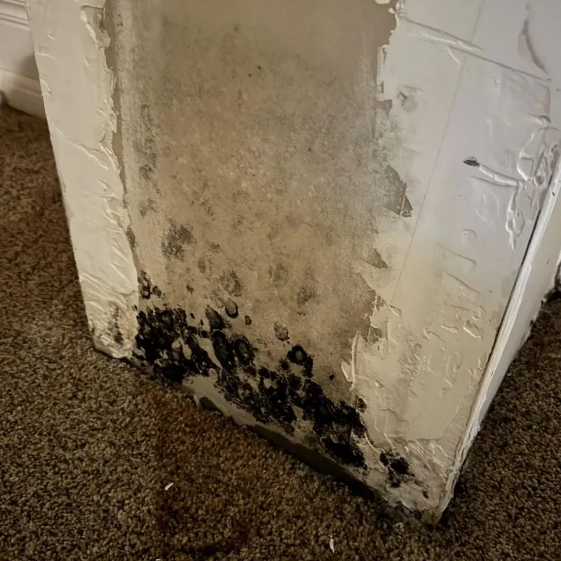 Professional Mold Removal in New Bern, NC